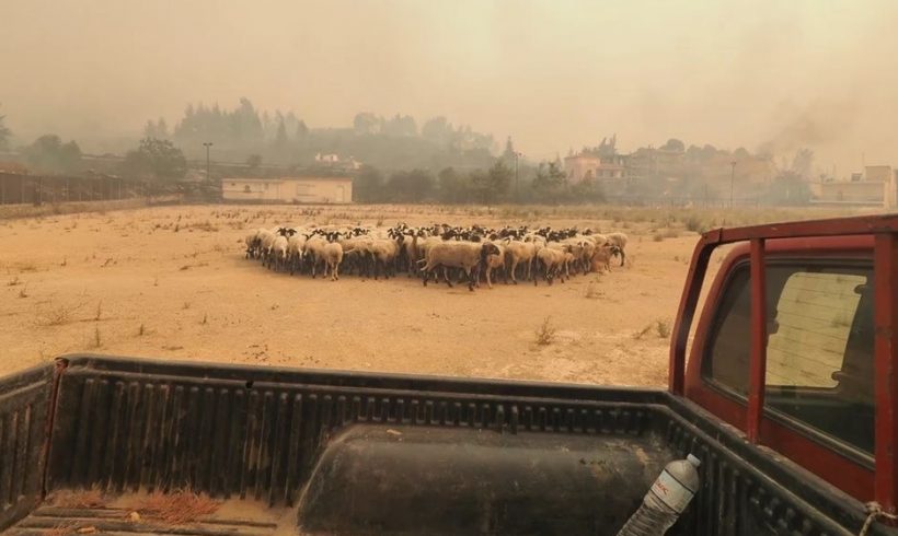 Ζωοτροφές για τους πυρόπληκτους κτηνοτρόφους, συλλέγει ο Κτηνοτροφικός Σύλλογος Ξάνθης