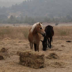 Έβρος: Νεκρά άγρια άλογα στο Δέλτα του ποταμού λόγω λειψυδρίας