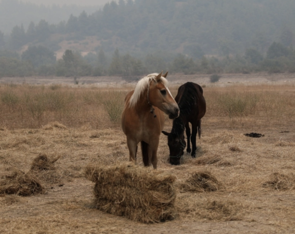 Έβρος: Νεκρά άγρια άλογα στο Δέλτα του ποταμού λόγω λειψυδρίας