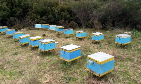 “Ενίσχυση της ελληνικής μελισσοκομίας λόγω των αρνητικών επιπτώσεων της κλιματικής αλλαγής και του αυξημένου κόστους παραγωγής”